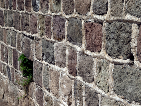 To use this stock image in your creative project, please select the size you need over to the right and click the "Add to Cart" button.
Your downloaded image will come with the Cutcaster watermark removed so don’t worry about the watermark you see on this page. Life springs from masonry stone wall stock photo, Green foliage springs to life through stone and rock wall by Jill Reid