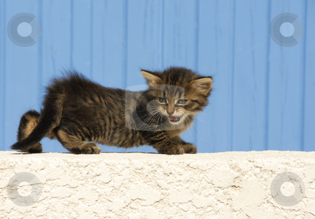 To use this stock image in your creative project, please select the size you need over to the right and click the "Add to Cart" button.
Your downloaded image will come with the Cutcaster watermark removed so don’t worry about the watermark you see on this page. Meowing kitten stock photo, Young kitten meowing in front of a blue background by Bonzami Emmanuelle
