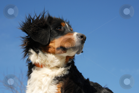 To use this stock image in your creative project, please select the size you need over to the right and click the "Add to Cart" button.
Your downloaded image will come with the Cutcaster watermark removed so don’t worry about the watermark you see on this page. Young bernese mountain dog stock photo, Puppy purebred bernese mountain dog in a blue sky by Bonzami Emmanuelle