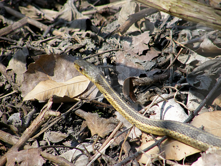 To use this stock image in your creative project, please select the size you need over to the right and click the "Add to Cart" button.
Your downloaded image will come with the Cutcaster watermark removed so don’t worry about the watermark you see on this page. Gardner Snake in the Leaves stock photo, Gardner Snake Slithering over the fallen leaves in Nortwest Ohio. Gardner snakes are the single most widely distributed species of reptile in North America. by Dazz Lee Photography