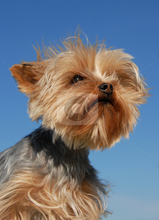 To use this stock image in your creative project, please select the size you need over to the right and click the "Add to Cart" button.
Your downloaded image will come with the Cutcaster watermark removed so don’t worry about the watermark you see on this page. Yorkshire terrier stock photo, Portrait of a purebred yorkshire terrier on a blue sky by Bonzami Emmanuelle