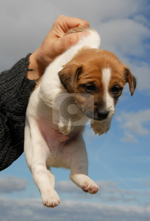 To use this stock image in your creative project, please select the size you need over to the right and click the "Add to Cart" button.
Your downloaded image will come with the Cutcaster watermark removed so don’t worry about the watermark you see on this page. Puppy jack russel terrier stock photo, Very young puppy purebred jack russel terrier by Bonzami Emmanuelle