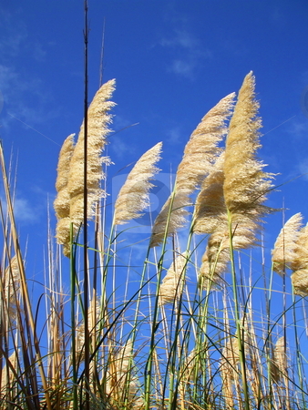 To use this stock image in your creative project, please select the size you need over to the right and click the "Add to Cart" button.
Your downloaded image will come with the Cutcaster watermark removed so don’t worry about the watermark you see on this page. Feather Plants stock photo, by Michael Felix