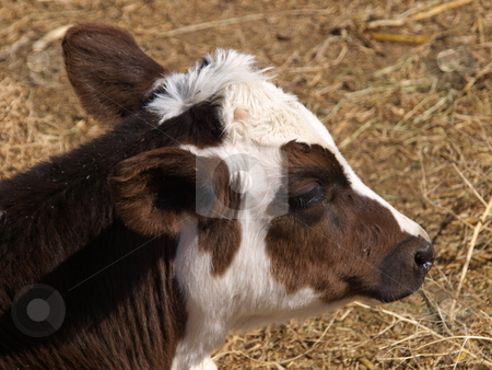 To use this stock image in your creative project, please select the size you need over to the right and click the "Add to Cart" button.
Your downloaded image will come with the Cutcaster watermark removed so don’t worry about the watermark you see on this page. Young Calf stock photo, A color image of a young calf. by Michael Rice