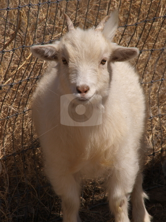 To use this stock image in your creative project, please select the size you need over to the right and click the "Add to Cart" button.
Your downloaded image will come with the Cutcaster watermark removed so don’t worry about the watermark you see on this page. Goat stock photo, A color image of a goat. by Michael Rice