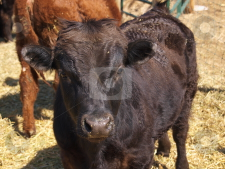 To use this stock image in your creative project, please select the size you need over to the right and click the "Add to Cart" button.
Your downloaded image will come with the Cutcaster watermark removed so don’t worry about the watermark you see on this page. Young Calf stock photo, A color image of a young calf. by Michael Rice