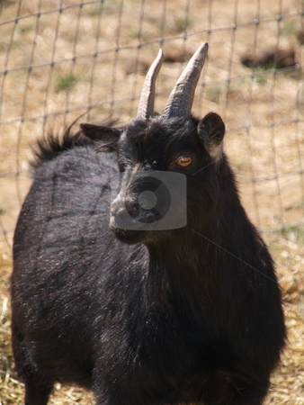 To use this stock image in your creative project, please select the size you need over to the right and click the "Add to Cart" button.
Your downloaded image will come with the Cutcaster watermark removed so don’t worry about the watermark you see on this page. Goat stock photo, A color image of a goat. by Michael Rice