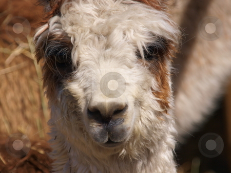 To use this stock image in your creative project, please select the size you need over to the right and click the "Add to Cart" button.
Your downloaded image will come with the Cutcaster watermark removed so don’t worry about the watermark you see on this page. Alpaca stock photo, A color image of an Alpaca. by Michael Rice