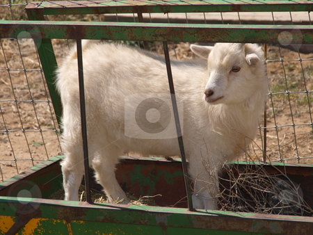 To use this stock image in your creative project, please select the size you need over to the right and click the "Add to Cart" button.
Your downloaded image will come with the Cutcaster watermark removed so don’t worry about the watermark you see on this page. Goat stock photo, A color image of a goat. by Michael Rice
