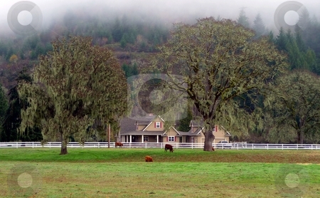 To use this stock image in your creative project, please select the size you need over to the right and click the "Add to Cart" button.
Your downloaded image will come with the Cutcaster watermark removed so don’t worry about the watermark you see on this page. Cows grazing with country home and trees in background stock photo, Pastoral view of cows, country home, trees by Jill Reid