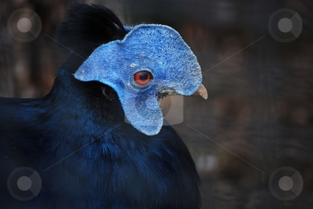 To use this stock image in your creative project, please select the size you need over to the right and click the "Add to Cart" button.
Your downloaded image will come with the Cutcaster watermark removed so don’t worry about the watermark you see on this page. Bird stock photo, by Sarka