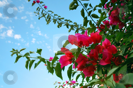 To use this stock image in your creative project, please select the size you need over to the right and click the "Add to Cart" button.
Your downloaded image will come with the Cutcaster watermark removed so don’t worry about the watermark you see on this page. Bougainvillea stock photo, Medium shot of Bougainvillea plant with sky as background by iodrakon