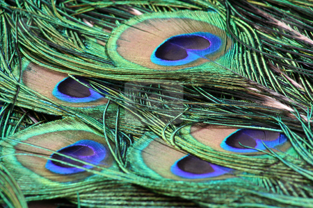 To use this stock image in your creative project, please select the size you need over to the right and click the "Add to Cart" button.
Your downloaded image will come with the Cutcaster watermark removed so don’t worry about the watermark you see on this page. Peacock Feathers stock photo, Close up of male peacock tail feathers by Helen Shorey