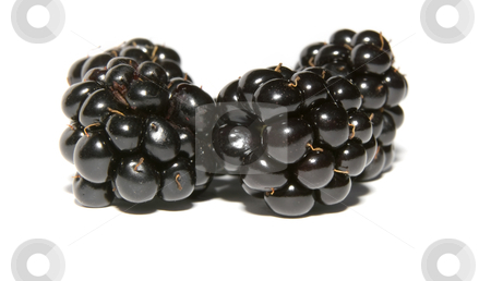 To use this stock image in your creative project, please select the size you need over to the right and click the "Add to Cart" button.
Your downloaded image will come with the Cutcaster watermark removed so don’t worry about the watermark you see on this page. Blackberries on a white background stock photo, Delicious close up of blackberries on a white background by Karin Claus