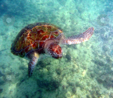To use this stock image in your creative project, please select the size you need over to the right and click the "Add to Cart" button.
Your downloaded image will come with the Cutcaster watermark removed so don’t worry about the watermark you see on this page. Front view of sea turtle stock photo, Sea turtle in the open ocean swimming through clear water by Jill Reid