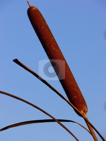 To use this stock image in your creative project, please select the size you need over to the right and click the "Add to Cart" button.
Your downloaded image will come with the Cutcaster watermark removed so don’t worry about the watermark you see on this page. Reed stock photo, A single reed for an blue sky. by Horst Petzold