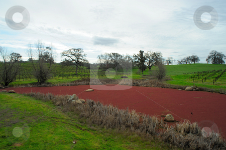 To use this stock image in your creative project, please select the size you need over to the right and click the "Add to Cart" button.
Your downloaded image will come with the Cutcaster watermark removed so don’t worry about the watermark you see on this page. Red Pond And Grassy Hills stock photo, California rolling hills covered in Oaks and a Vineyard with a small pond covered in Mexican Water Fern, Azolla mexicana C. Presl. by Lynn Bendickson