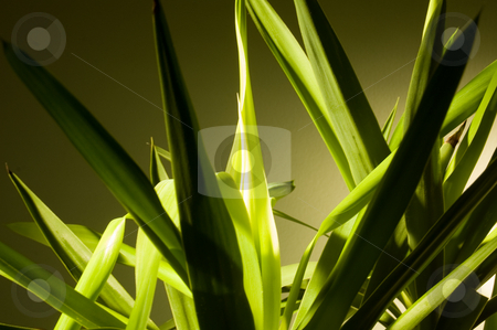To use this stock image in your creative project, please select the size you need over to the right and click the "Add to Cart" button.
Your downloaded image will come with the Cutcaster watermark removed so don’t worry about the watermark you see on this page. Indoor plant stock photo, by Piero Biondo