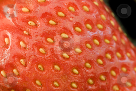To use this stock image in your creative project, please select the size you need over to the right and click the "Add to Cart" button.
Your downloaded image will come with the Cutcaster watermark removed so don’t worry about the watermark you see on this page. Close up strawberry stock photo, Macro image of a strawberry on a black background by Stephen Gibson