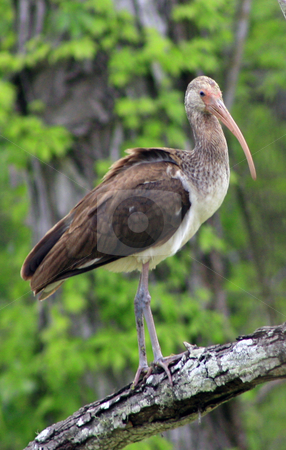 To use this stock image in your creative project, please select the size you need over to the right and click the "Add to Cart" button.
Your downloaded image will come with the Cutcaster watermark removed so don’t worry about the watermark you see on this page. Immature Ibis stock photo, Immature Ibis perched on branch by Marburg