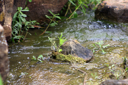 To use this stock image in your creative project, please select the size you need over to the right and click the "Add to Cart" button.
Your downloaded image will come with the Cutcaster watermark removed so don’t worry about the watermark you see on this page. Rock in Stream stock photo, A plant is growing out of a rock in the middle of a stream by Marburg
