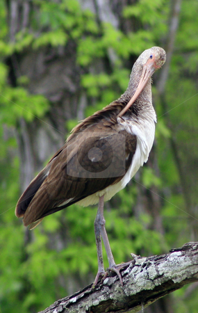 To use this stock image in your creative project, please select the size you need over to the right and click the "Add to Cart" button.
Your downloaded image will come with the Cutcaster watermark removed so don’t worry about the watermark you see on this page. Immature Ibis Preening stock photo, Immature Ibis preening feathers by Marburg