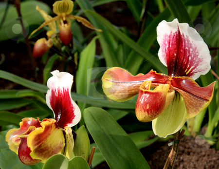 To use this stock image in your creative project, please select the size you need over to the right and click the "Add to Cart" button.
Your downloaded image will come with the Cutcaster watermark removed so don’t worry about the watermark you see on this page. Paphiopedilum Orchid stock photo, Paphiopedilum Orchid photographed in Frankfurt, Hessen, Germany by Manuela Schueler