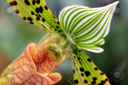 To use this stock image in your creative project, please select the size you need over to the right and click the "Add to Cart" button.
Your downloaded image will come with the Cutcaster watermark removed so don’t worry about the watermark you see on this page. Paphiopedilum Orchid stock photo, Paphiopedilum Orchid photographed in Frankfurt, Hessen, Germany by Manuela Schueler
