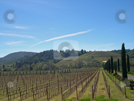 To use this stock image in your creative project, please select the size you need over to the right and click the "Add to Cart" button.
Your downloaded image will come with the Cutcaster watermark removed so don’t worry about the watermark you see on this page. Vineyard in Sonoma stock photo, Vineyard in Sonoma California by Jaime Pharr