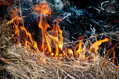 To use this stock image in your creative project, please select the size you need over to the right and click the "Add to Cart" button.
Your downloaded image will come with the Cutcaster watermark removed so don’t worry about the watermark you see on this page. Burning grass stock photo, Dry grass is on the fire at spring time by Alexey Rumyantsev