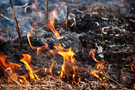 To use this stock image in your creative project, please select the size you need over to the right and click the "Add to Cart" button.
Your downloaded image will come with the Cutcaster watermark removed so don’t worry about the watermark you see on this page. Burning grass stock photo, Dry grass is on the fire at spring time by Alexey Rumyantsev