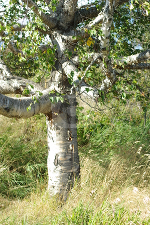 To use this stock image in your creative project, please select the size you need over to the right and click the "Add to Cart" button.
Your downloaded image will come with the Cutcaster watermark removed so don’t worry about the watermark you see on this page. Inviting Tree stock photo, Sometimes a tree spreads it branches in such a manner it is more inviting than other trees. This birch tree along the shore of Lake Superior appears to be waiting for youthful climbers. by Dennis Thomsen
