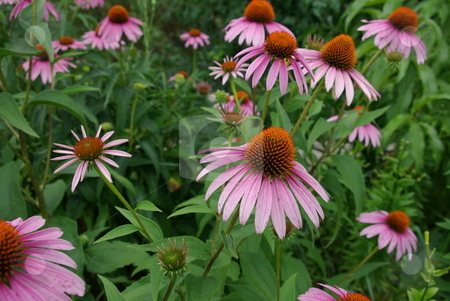 To use this stock image in your creative project, please select the size you need over to the right and click the "Add to Cart" button.
Your downloaded image will come with the Cutcaster watermark removed so don’t worry about the watermark you see on this page. Coneflowers blooming stock photo, Cornflowers (Echinacea) come in a variety of colors and like the pinkish purple flower pictured are native to North America - growing generally in dry areas like grasslands and stony out-croppings and in open forested areas. These plants are great for the perennial border, blooming early to late summer, with large showy flowers and grow up to four feet in height. The daisy like flowers, are pink or pink-purple or white, with one species even yellow. by Dennis Thomsen