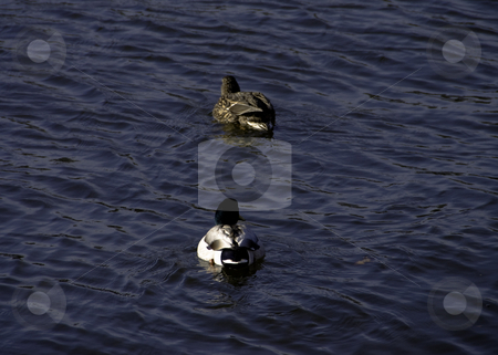 To use this stock image in your creative project, please select the size you need over to the right and click the "Add to Cart" button.
Your downloaded image will come with the Cutcaster watermark removed so don’t worry about the watermark you see on this page. Ducks In The Water stock photo, Pair of Male and Female Ducks In The Baltimore Inner Harbor by Ben Havilland
