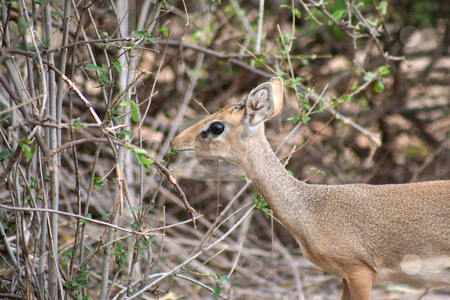 To use this stock image in your creative project, please select the size you need over to the right and click the "Add to Cart" button.
Your downloaded image will come with the Cutcaster watermark removed so don’t worry about the watermark you see on this page. Adult Dik-dik stock photo, The dik dik is the smallest of the gazelle family and is very timid. Quite common in Samburu but often difficult to spot due to its shyness. This one stood still for maybe 5 seconds and then just disappeared into the scrub by Helen Shorey