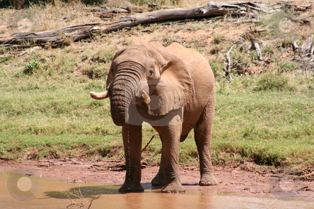To use this stock image in your creative project, please select the size you need over to the right and click the "Add to Cart" button.
Your downloaded image will come with the Cutcaster watermark removed so don’t worry about the watermark you see on this page. Old Bull Elephant Drinking stock photo, Old bull elephant with broken tusk, drinking at the rivers edge. by Helen Shorey