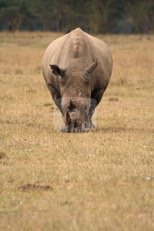 To use this stock image in your creative project, please select the size you need over to the right and click the "Add to Cart" button.
Your downloaded image will come with the Cutcaster watermark removed so don’t worry about the watermark you see on this page. White Rhino Head on stock photo, White rhinos are grazers and less grumpy than their black cousins but are still dangerous. by Helen Shorey