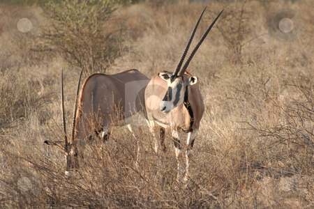 To use this stock image in your creative project, please select the size you need over to the right and click the "Add to Cart" button.
Your downloaded image will come with the Cutcaster watermark removed so don’t worry about the watermark you see on this page. Two Large Oryx stock photo, One of the largest antelopes, often called the swordsman of the Plains due to its horns by Helen Shorey