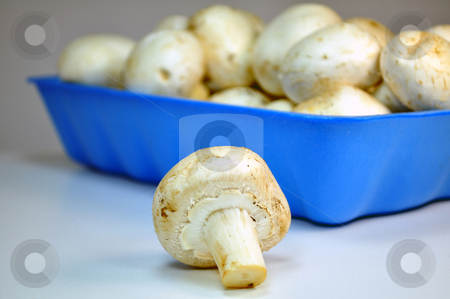 To use this stock image in your creative project, please select the size you need over to the right and click the "Add to Cart" button.
Your downloaded image will come with the Cutcaster watermark removed so don’t worry about the watermark you see on this page. Mushrooms stock photo, Photo of a tray of mushrooms on white table by Fernando Barozza