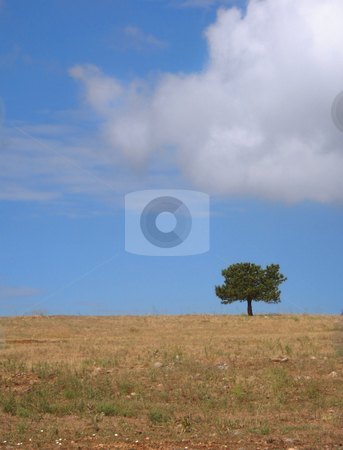 To use this stock image in your creative project, please select the size you need over to the right and click the "Add to Cart" button.
Your downloaded image will come with the Cutcaster watermark removed so don’t worry about the watermark you see on this page. Solitary Tree in Field stock photo, A single tree stands in a Colorado field under a cloudy sky. by Ben O'Neal