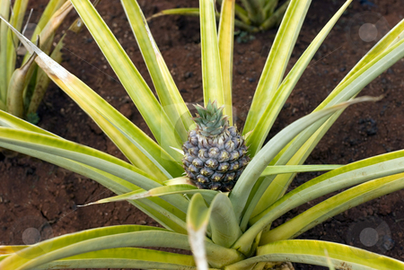 To use this stock image in your creative project, please select the size you need over to the right and click the "Add to Cart" button.
Your downloaded image will come with the Cutcaster watermark removed so don’t worry about the watermark you see on this page. Pineapple plantation stock photo, Pineapples growing on a fruit plantation in Hawaii by Stephen Gibson