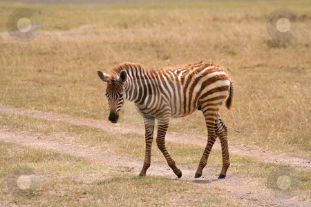 To use this stock image in your creative project, please select the size you need over to the right and click the "Add to Cart" button.
Your downloaded image will come with the Cutcaster watermark removed so don’t worry about the watermark you see on this page. Baby Zebra Crossing stock photo, Very shaggy brown coated baby zebra crossing a dirt track in the Masai Mara grasslands by Helen Shorey
