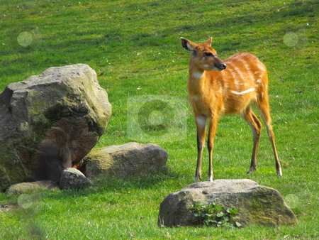 To use this stock image in your creative project, please select the size you need over to the right and click the "Add to Cart" button.
Your downloaded image will come with the Cutcaster watermark removed so don’t worry about the watermark you see on this page. Young roe stock photo, by Jan St??blo