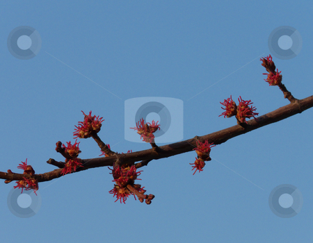 To use this stock image in your creative project, please select the size you need over to the right and click the "Add to Cart" button.
Your downloaded image will come with the Cutcaster watermark removed so don’t worry about the watermark you see on this page. Silver Maple Flowers stock photo, Red flowers of a silver maple (Acer saccharinum) against a blue sky in spring. by Kathy Piper