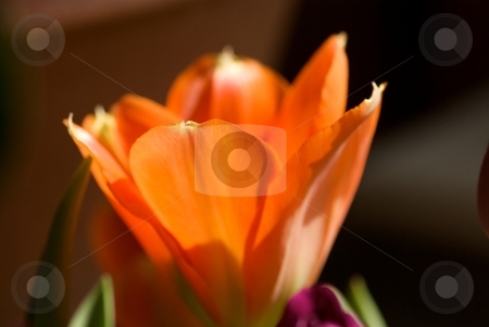 To use this stock image in your creative project, please select the size you need over to the right and click the "Add to Cart" button.
Your downloaded image will come with the Cutcaster watermark removed so don’t worry about the watermark you see on this page. Glowing Orange Tulip stock photo, Closeup of an orange tulip soaking up the sun. by Charles Jetzer