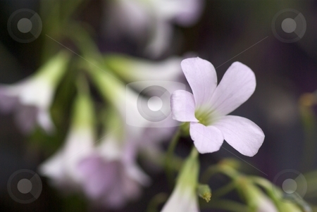 To use this stock image in your creative project, please select the size you need over to the right and click the "Add to Cart" button.
Your downloaded image will come with the Cutcaster watermark removed so don’t worry about the watermark you see on this page. Oxallis Bloom stock photo, Closeup of an Oxallis in Bloom. by Charles Jetzer