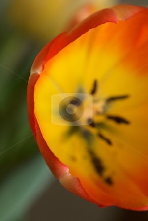 To use this stock image in your creative project, please select the size you need over to the right and click the "Add to Cart" button.
Your downloaded image will come with the Cutcaster watermark removed so don’t worry about the watermark you see on this page. C Red Yellow Tulip stock photo, Closeup of the C shaped arc of red yellow tulip petals. by Charles Jetzer