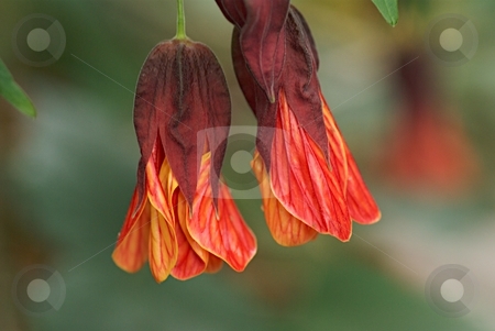 To use this stock image in your creative project, please select the size you need over to the right and click the "Add to Cart" button.
Your downloaded image will come with the Cutcaster watermark removed so don’t worry about the watermark you see on this page. Velvet Fringes stock photo, Flowering Maple by Charles Jetzer