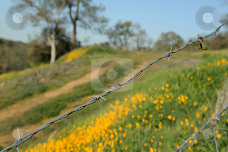 To use this stock image in your creative project, please select the size you need over to the right and click the "Add to Cart" button.
Your downloaded image will come with the Cutcaster watermark removed so don’t worry about the watermark you see on this page. Barbed Wire Fence stock photo, Wire cattle fence with california poppies and other vegitation in the background by Lynn Bendickson