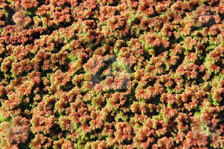 To use this stock image in your creative project, please select the size you need over to the right and click the "Add to Cart" button.
Your downloaded image will come with the Cutcaster watermark removed so don’t worry about the watermark you see on this page. Mexican Water Fern, Azolla mexicana C. Presl. stock photo, Closeup of Mexican water fern background or texture by Lynn Bendickson